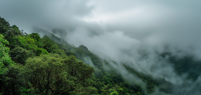 Monteverde Rainforest View