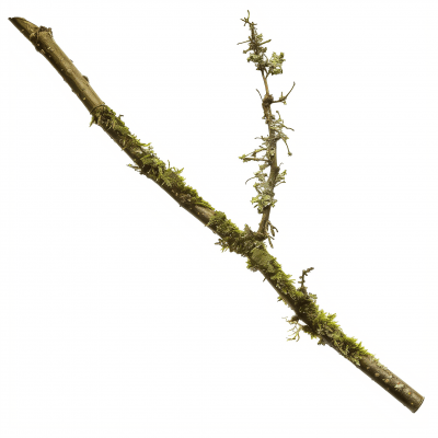 Mossy Twig Photography