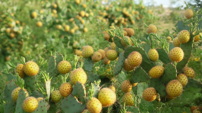 Yellow Prickly Pear Trees