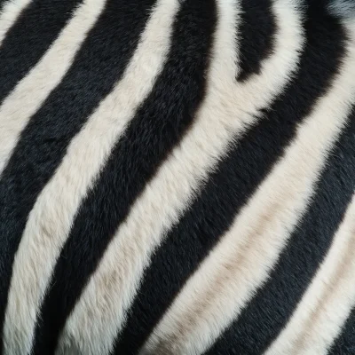 Zebra Coat Close-up