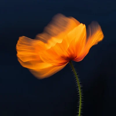 Motion of Orange Poppy Flower