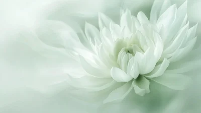 Solitary White Peony