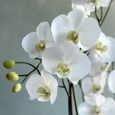 Close Up of White Orchids