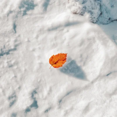 Orange Leaf on Snow