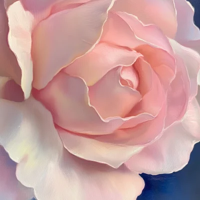 Close-up of a Pink Rose