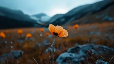 Alpine Poppy in Mountain Landscape