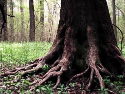 Tree Trunk in Forest