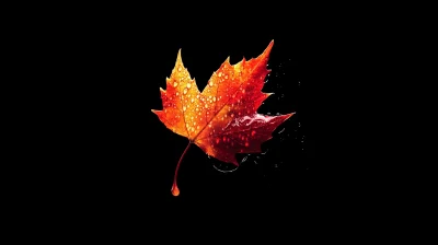 Falling Birch Leaf in Autumn