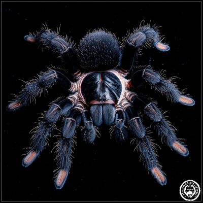 Avicularia Avicularia