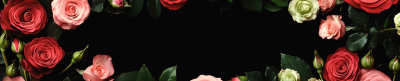 Roses in Frame