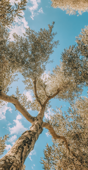Tall Olive Tree Under Mediterranean Sky