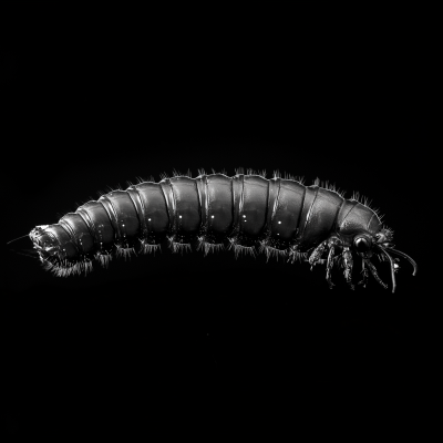 Black and White Caterpillar