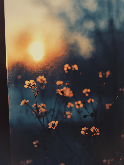 Dreamy Sunrise Over Flowers