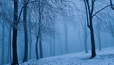 Blue Foggy Forest