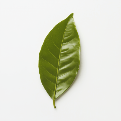 Ceylon Leaf on White Background