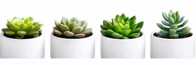 Elegant Succulent Pots