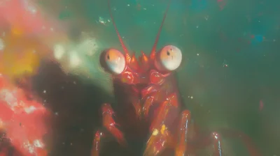 Mantis Shrimp in Coral Reef