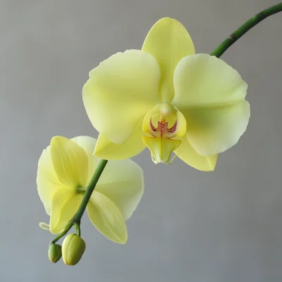 Yellow Phalaenopsis Orchid