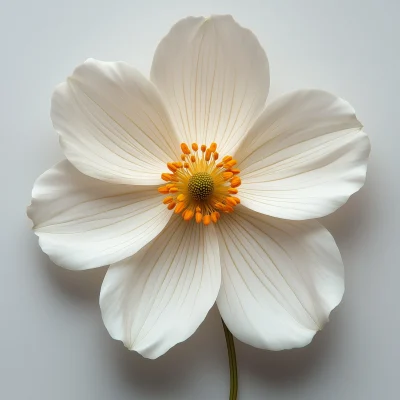 Realistic Flower Top View