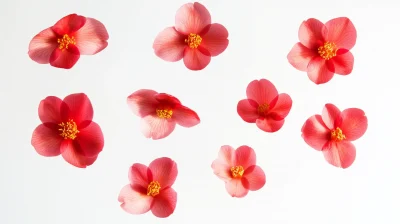 Floating Camellia Petals