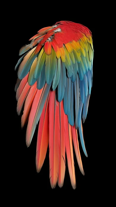 Scarlet Macaw Wing Close Up