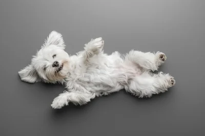 Smiling Maltese Dog