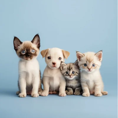 Cute Puppies and Kittens