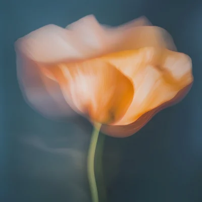 Motion Blurred California Poppy