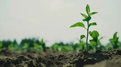 Plant Growth on White Background