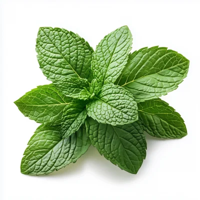 Photorealistic Peppermint Leaves