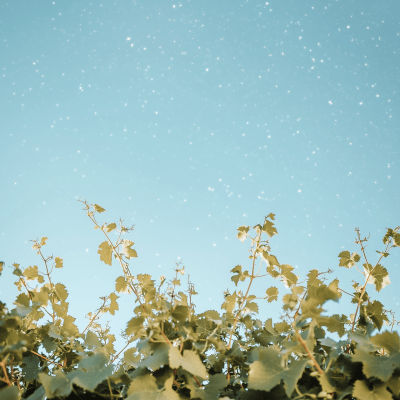 Vine Under the Stars