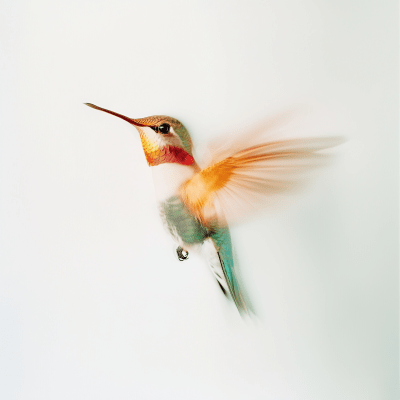 Hummingbird in Motion