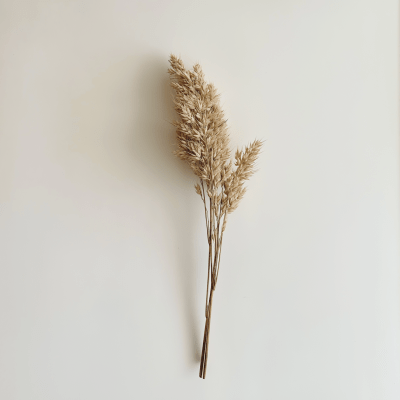 Wheat on White Background