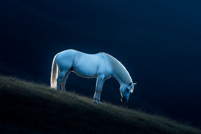 Glowing White Horse on Hillside