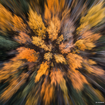 Autumn Forest Aerial View