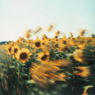 Sunflower Field in Motion