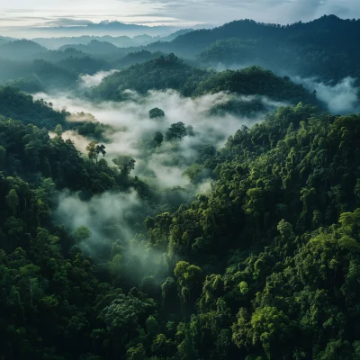 Drone View of Malaysian Forest