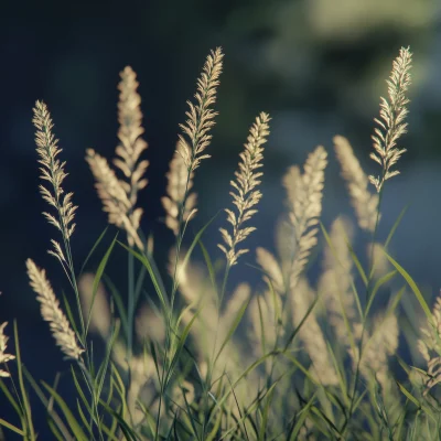 Photorealistic Needle Grass