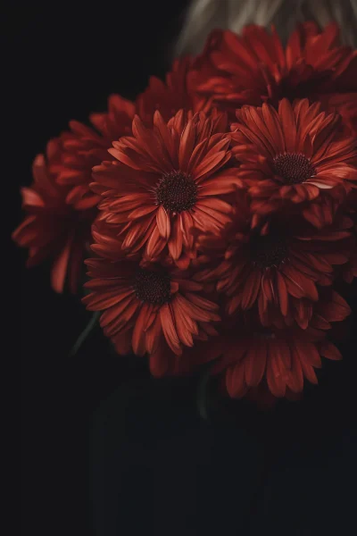 Vibrant Red Gerbera Daisies