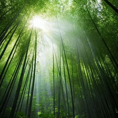 Forest Background with Bamboo