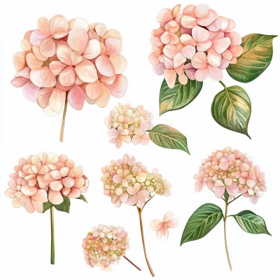 Peach Hydrangea Clipart