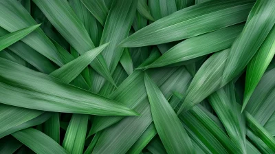 Lush Green Grass Field