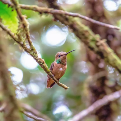 Hummingbird in the Amazon