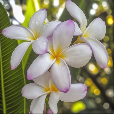 Close-up View of Nature