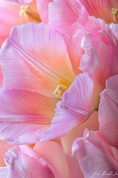 Close-up of Pink Tulips