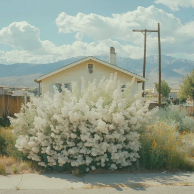 Overgrown Urban Front Yard