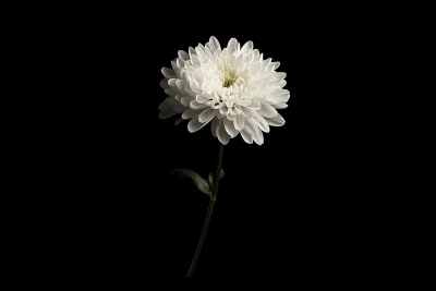 Elegant White Chrysanthemum