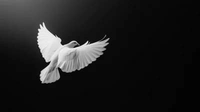 Flying White Dove