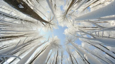 Winter Trees in Harbin Snow World