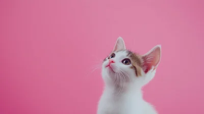 Cute Kitten